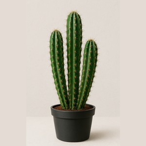 Cactaceae Houseplant