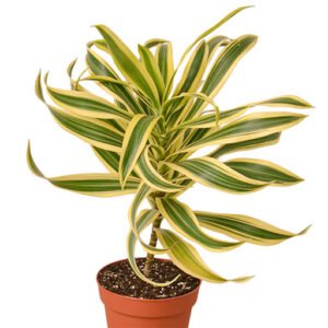 Dracaena (Song-of-India)