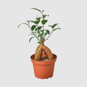 Ficus 'Ginseng'