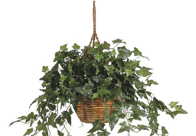 HangingPlantsBlog-02