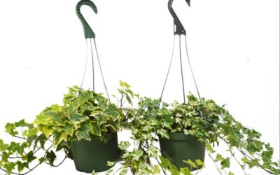 Tips For Hanging Plants