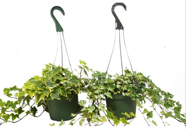 Tips For Hanging Plants