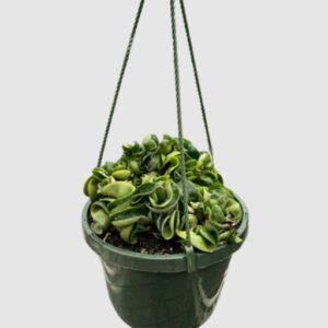 Hoya Rope Plant