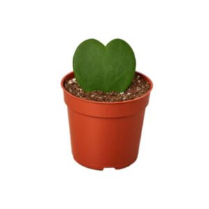 Hoya Sweetheart