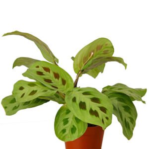 Maranta 'Leuconeura'