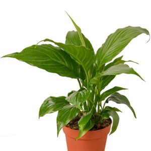Peace Lily