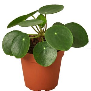 Pilea Peperomioides 'Chinese Money'