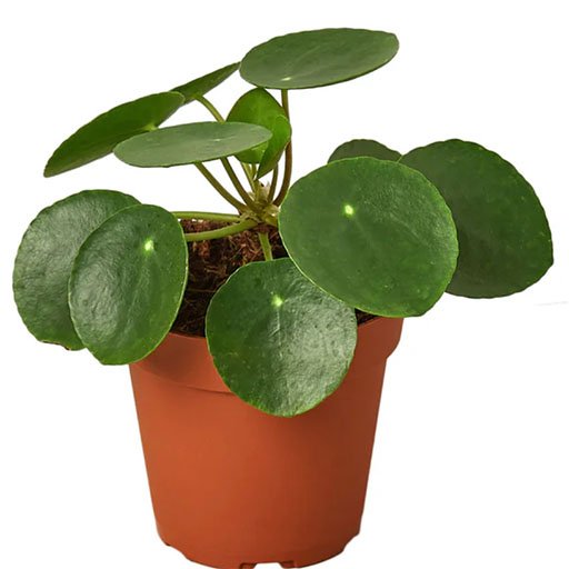 Pilea-Peperomioides-Chinese-Money-512px