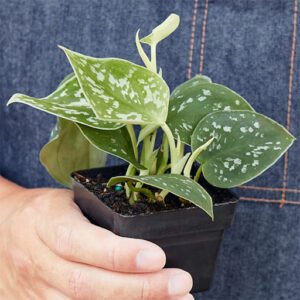 Pothos 'Satin'