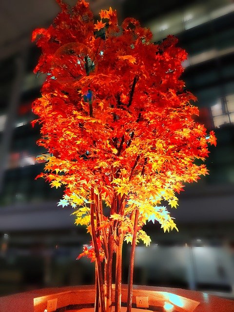 Red-Maple-640