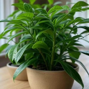 Rubber Plant