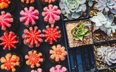 How To Grow Healthy Succulent Plants