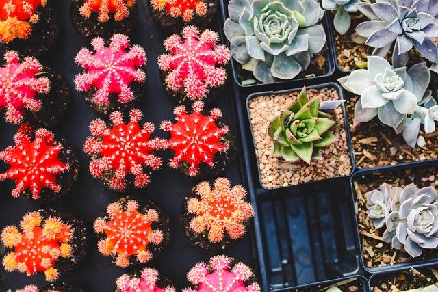 How To Grow Healthy Succulent Plants