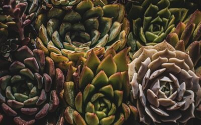 How To Plant A Succulent