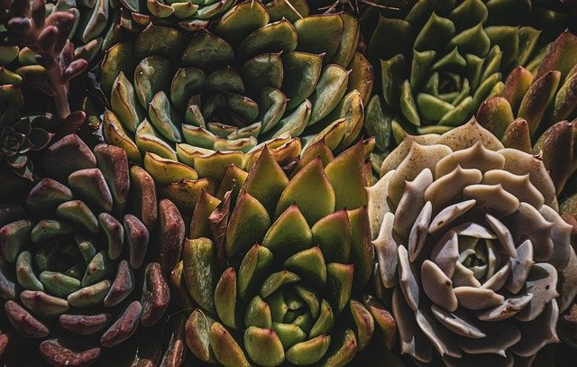 How To Plant A Succulent
