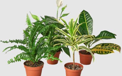 Tips on How To Select The Right plants