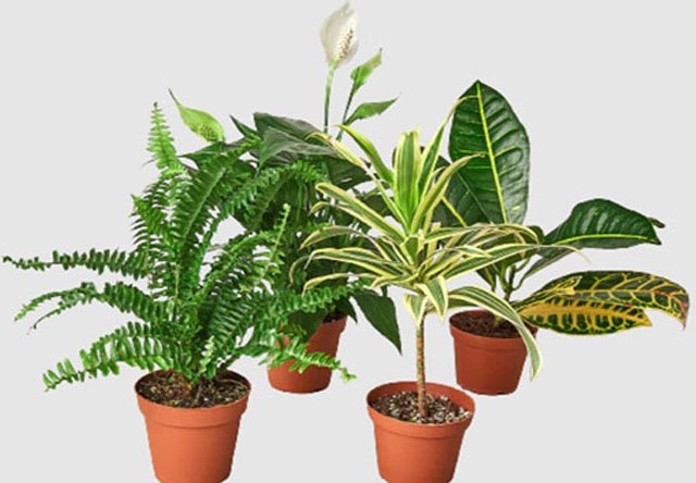 Tips on How To Select The Right plants