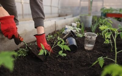 What Is The Best Plant For You?