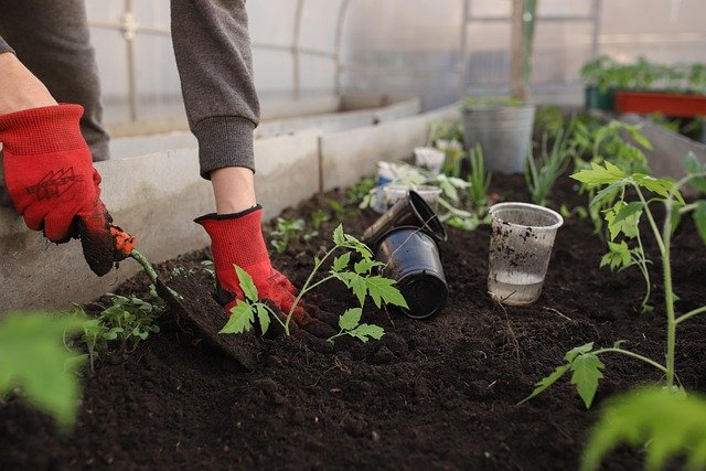 What Is The Best Plant For You?