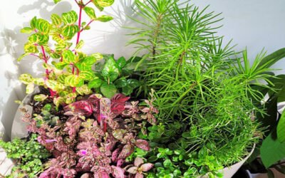 Indoor Plants Are Good For Your Health