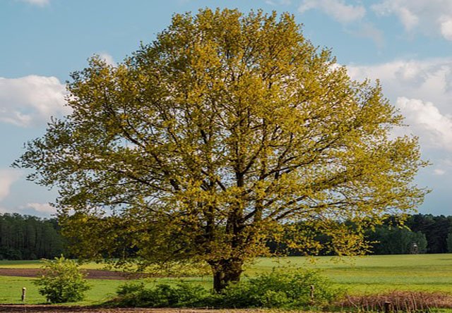 Tips On How Select The Right Tree