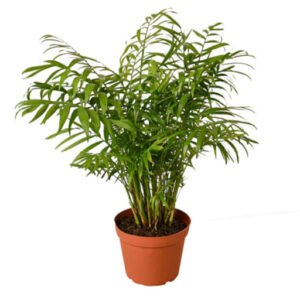 Parlour Palm