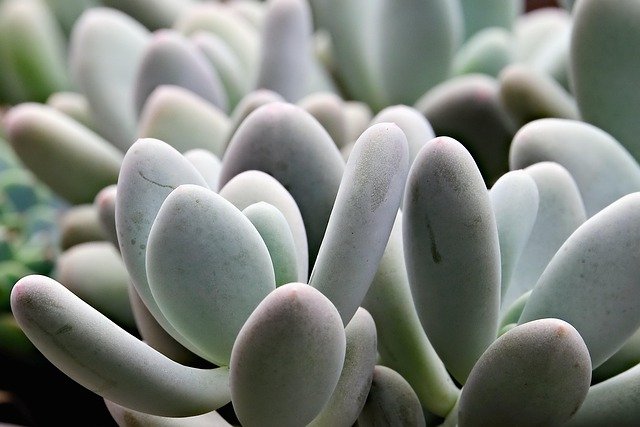succulent-04-640