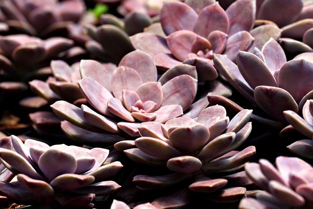 succulent-05-640