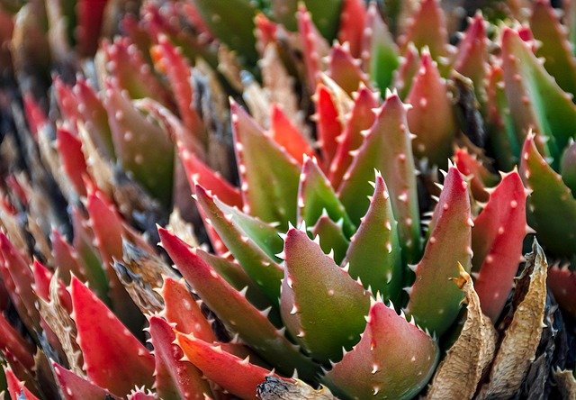 Succulent-02-640