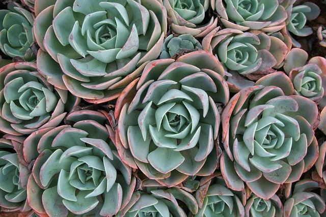 succulent-03-640
